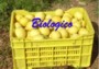 10 Kg - Limoni Biologici